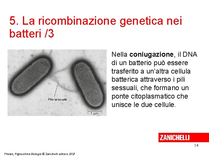 5. La ricombinazione genetica nei batteri /3 Nella coniugazione, il DNA di un batterio