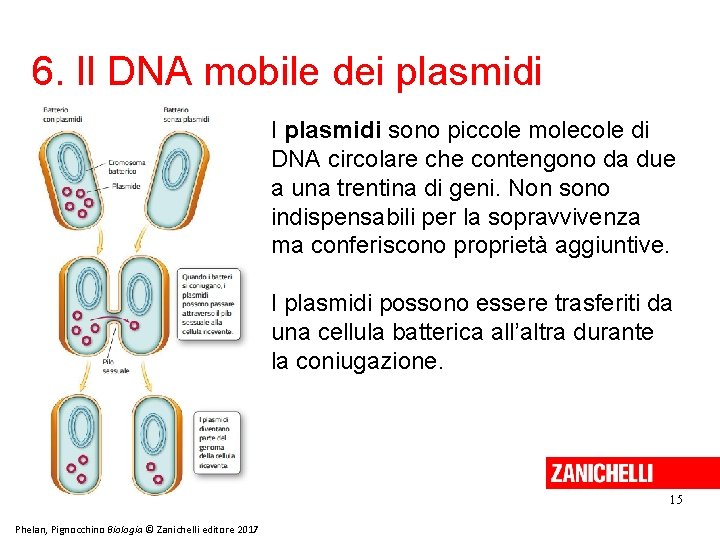 6. Il DNA mobile dei plasmidi I plasmidi sono piccole molecole di DNA circolare