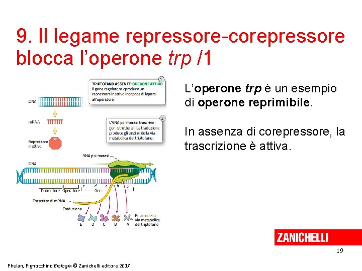 9. Il legame repressore-corepressore blocca l’operone trp /1 L’operone trp è un esempio di