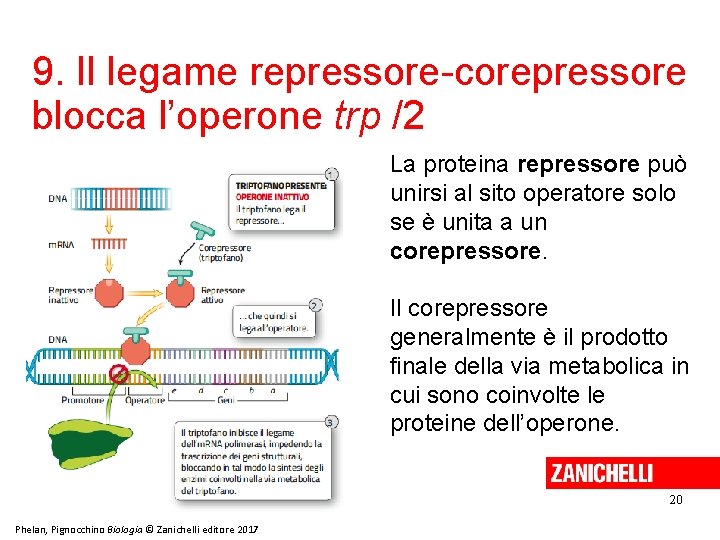 9. Il legame repressore-corepressore blocca l’operone trp /2 La proteina repressore può unirsi al