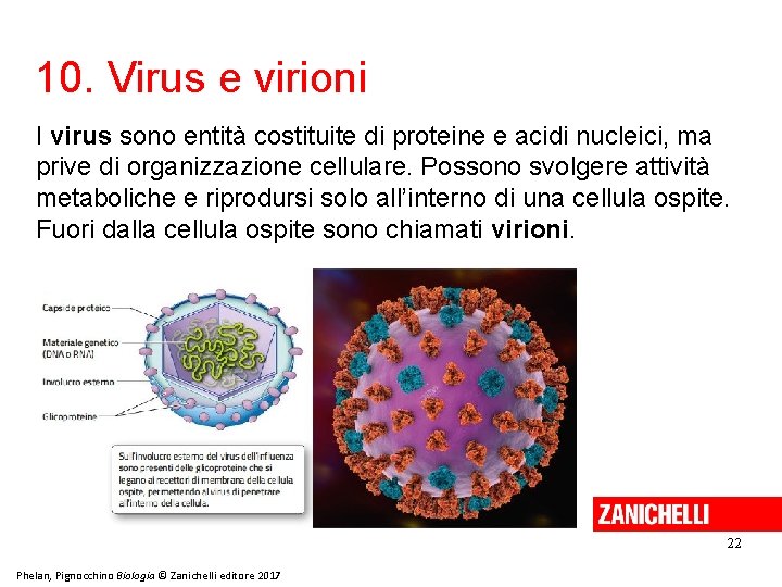 10. Virus e virioni I virus sono entità costituite di proteine e acidi nucleici,