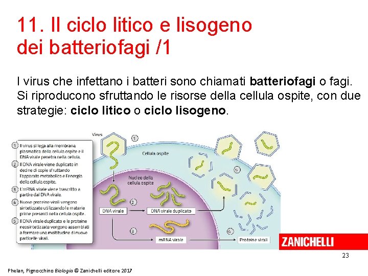 11. Il ciclo litico e lisogeno dei batteriofagi /1 I virus che infettano i
