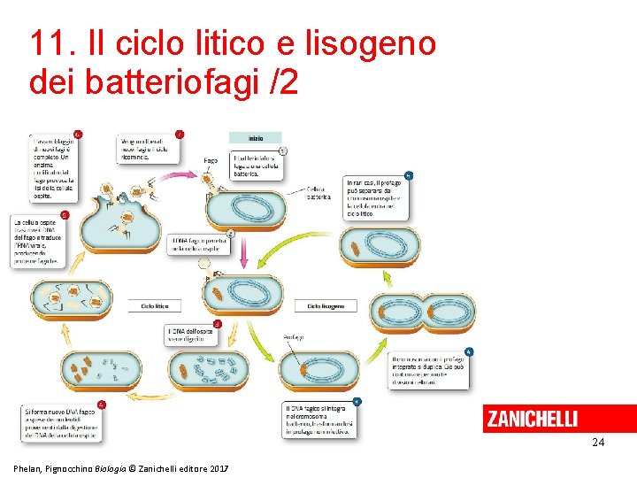 11. Il ciclo litico e lisogeno dei batteriofagi /2 24 Phelan, Pignocchino Biologia ©