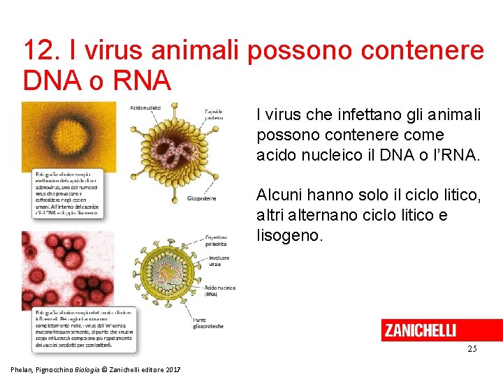 12. I virus animali possono contenere DNA o RNA I virus che infettano gli