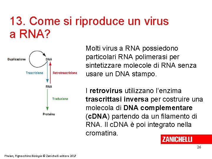 13. Come si riproduce un virus a RNA? Molti virus a RNA possiedono particolari