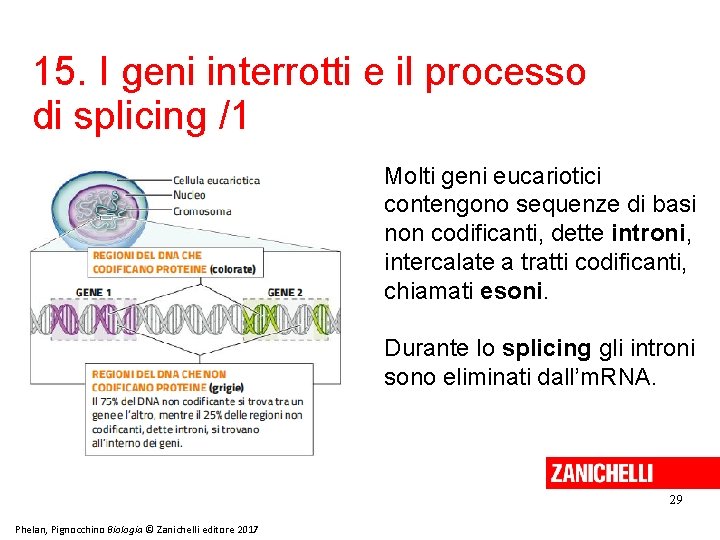 15. I geni interrotti e il processo di splicing /1 Molti geni eucariotici contengono