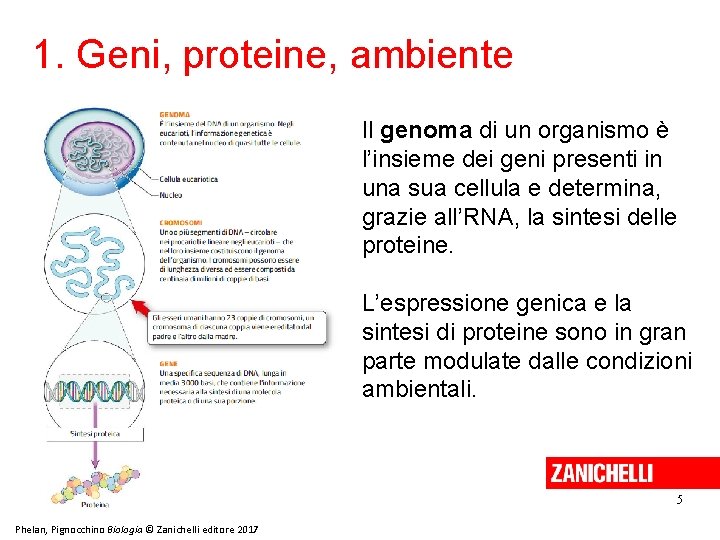 1. Geni, proteine, ambiente Il genoma di un organismo è l’insieme dei geni presenti