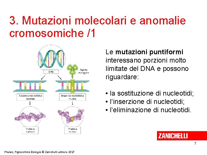 3. Mutazioni molecolari e anomalie cromosomiche /1 Le mutazioni puntiformi interessano porzioni molto limitate