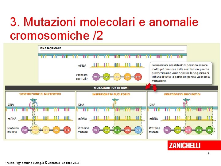 3. Mutazioni molecolari e anomalie cromosomiche /2 8 Phelan, Pignocchino Biologia © Zanichelli editore