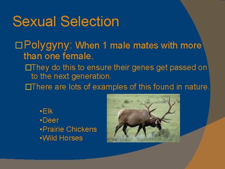 Sexual Selection �Polygyny: When 1 male mates with more than one female. �They do