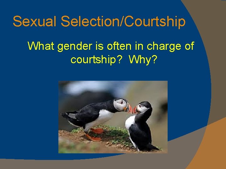 Sexual Selection/Courtship What gender is often in charge of courtship? Why? 