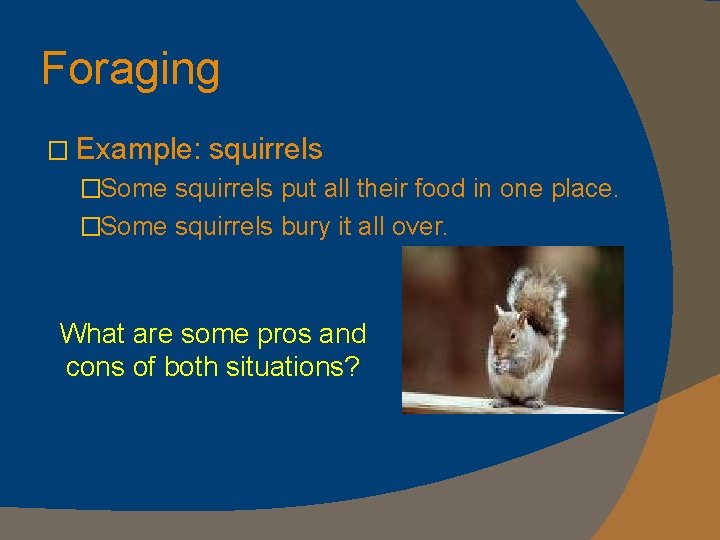 Foraging � Example: squirrels �Some squirrels put all their food in one place. �Some