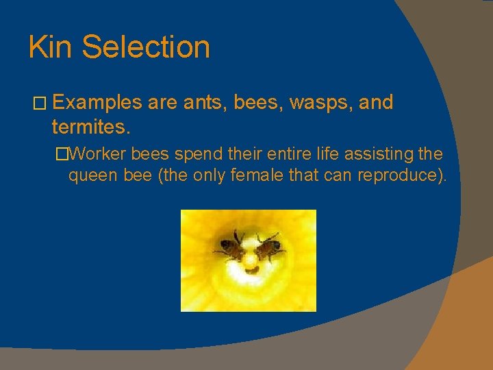 Kin Selection � Examples are ants, bees, wasps, and termites. �Worker bees spend their