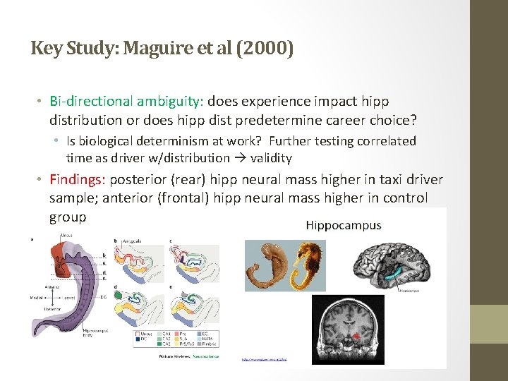 Key Study: Maguire et al (2000) • Bi-directional ambiguity: does experience impact hipp distribution