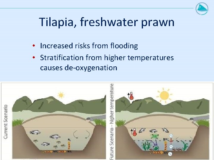 Tilapia, freshwater prawn • Increased risks from flooding • Stratification from higher temperatures causes