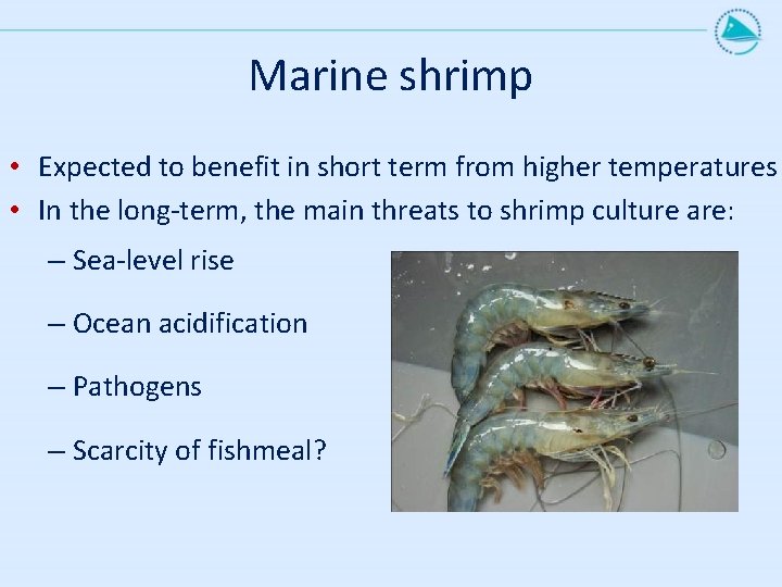 Marine shrimp • Expected to benefit in short term from higher temperatures • In
