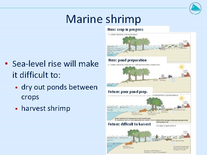 Marine shrimp Now: crop in progress • Sea-level rise will make it difficult to: