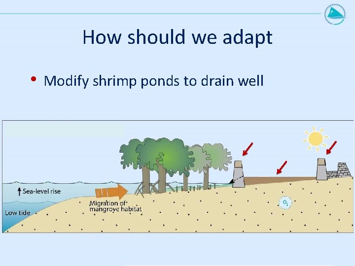 How should we adapt • Modify shrimp ponds to drain well 