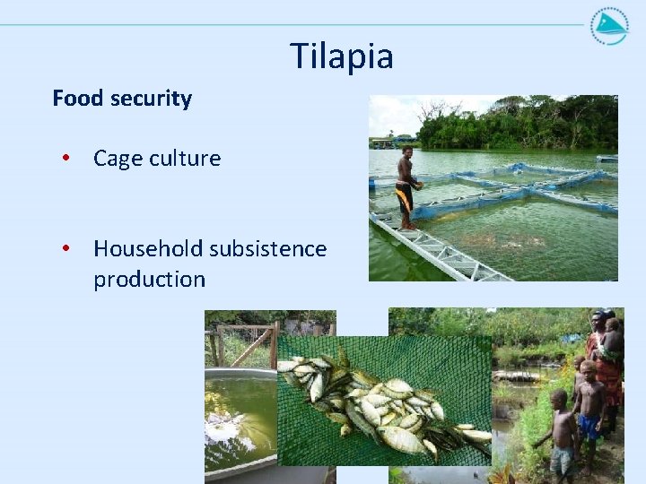 Tilapia Food security • Cage culture • Household subsistence production 