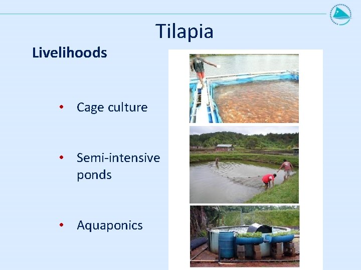 Livelihoods Tilapia • Cage culture • Semi-intensive ponds • Aquaponics 