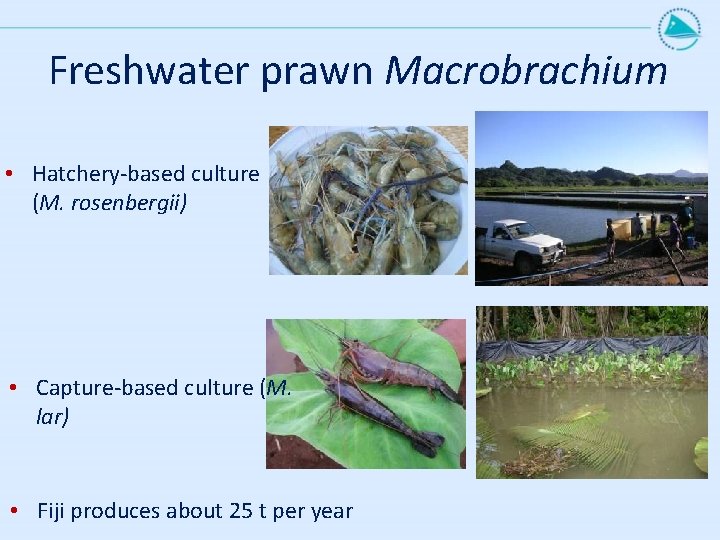 Freshwater prawn Macrobrachium • Hatchery-based culture (M. rosenbergii) • Capture-based culture (M. ( lar)