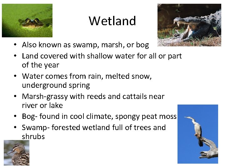 Wetland • Also known as swamp, marsh, or bog • Land covered with shallow