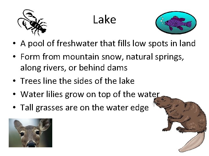 Lake • A pool of freshwater that fills low spots in land • Form