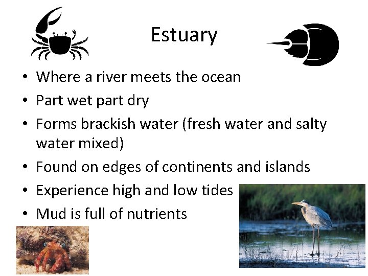 Estuary • Where a river meets the ocean • Part wet part dry •