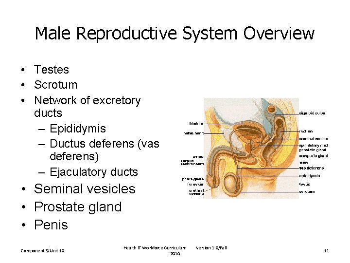 Male Reproductive System Overview • Testes • Scrotum • Network of excretory ducts – Male Reproductive System Overview • Testes • Scrotum • Network of excretory ducts –