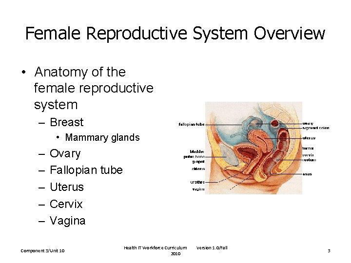 Female Reproductive System Overview • Anatomy of the female reproductive system – Breast • Female Reproductive System Overview • Anatomy of the female reproductive system – Breast •