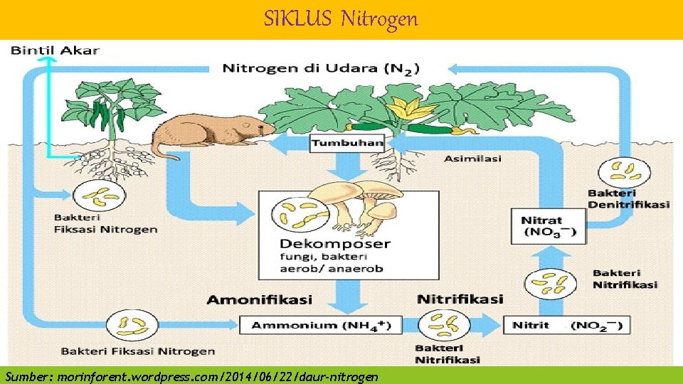 SIKLUS Nitrogen Sumber: morinforent. wordpress. com/2014/06/22/daur-nitrogen 