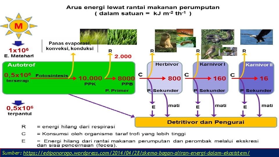 Sumber: https: //ediponorogo. wordpress. com/2014/04/28/skema-bagan-aliran-energi-dalam-ekosistem/ 