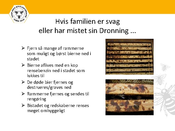 Hvis familien er svag eller har mistet sin Dronning. . . Ø Fjern så