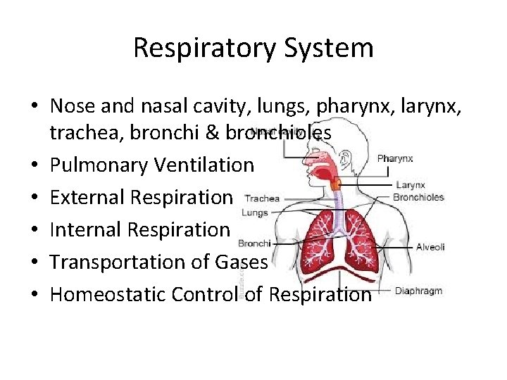 Respiratory System • Nose and nasal cavity, lungs, pharynx, larynx, trachea, bronchi & bronchioles Respiratory System • Nose and nasal cavity, lungs, pharynx, larynx, trachea, bronchi & bronchioles