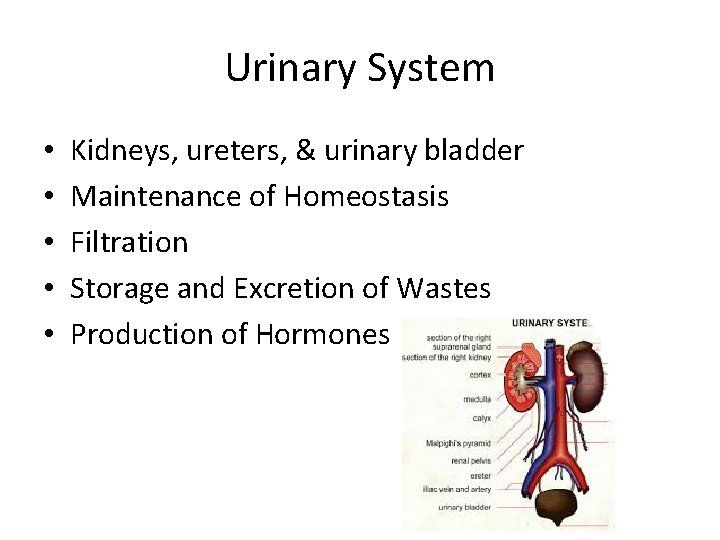 Urinary System • • • Kidneys, ureters, & urinary bladder Maintenance of Homeostasis Filtration Urinary System • • • Kidneys, ureters, & urinary bladder Maintenance of Homeostasis Filtration