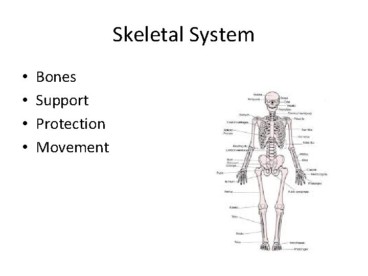 Skeletal System • • Bones Support Protection Movement Skeletal System • • Bones Support Protection Movement