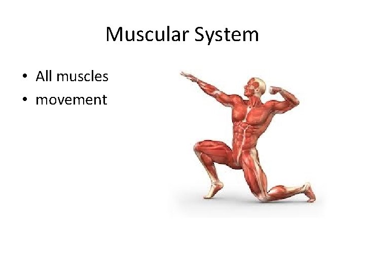 Muscular System • All muscles • movement Muscular System • All muscles • movement