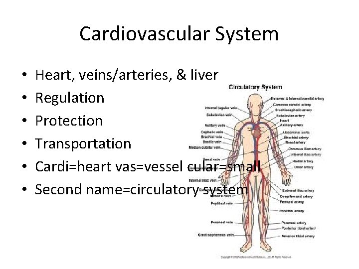 Cardiovascular System • • • Heart, veins/arteries, & liver Regulation Protection Transportation Cardi=heart vas=vessel Cardiovascular System • • • Heart, veins/arteries, & liver Regulation Protection Transportation Cardi=heart vas=vessel