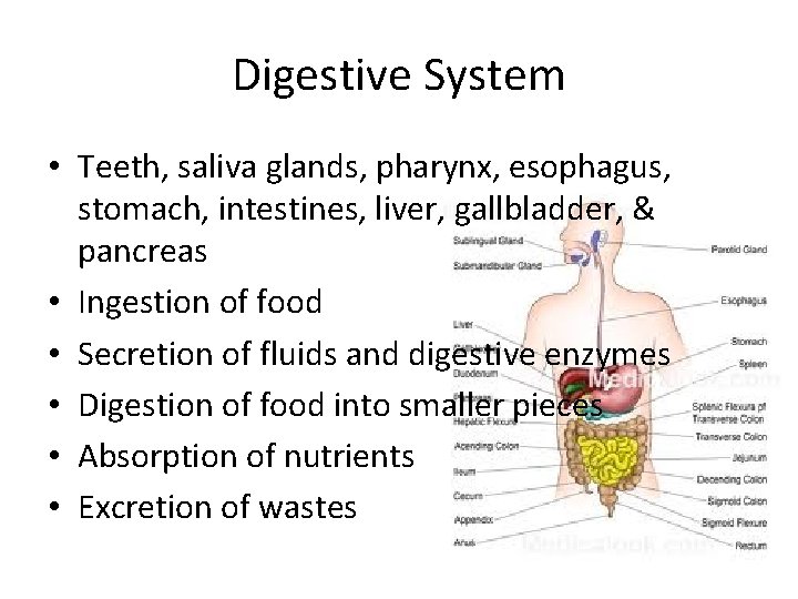 Digestive System • Teeth, saliva glands, pharynx, esophagus, stomach, intestines, liver, gallbladder, & pancreas Digestive System • Teeth, saliva glands, pharynx, esophagus, stomach, intestines, liver, gallbladder, & pancreas