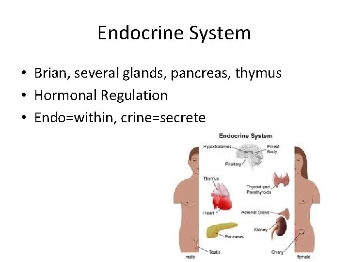 Endocrine System • Brian, several glands, pancreas, thymus • Hormonal Regulation • Endo=within, crine=secrete Endocrine System • Brian, several glands, pancreas, thymus • Hormonal Regulation • Endo=within, crine=secrete