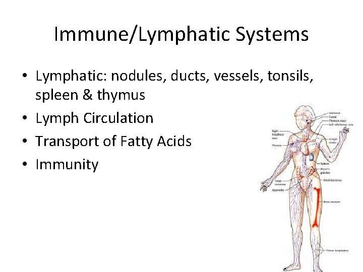 Immune/Lymphatic Systems • Lymphatic: nodules, ducts, vessels, tonsils, spleen & thymus • Lymph Circulation Immune/Lymphatic Systems • Lymphatic: nodules, ducts, vessels, tonsils, spleen & thymus • Lymph Circulation