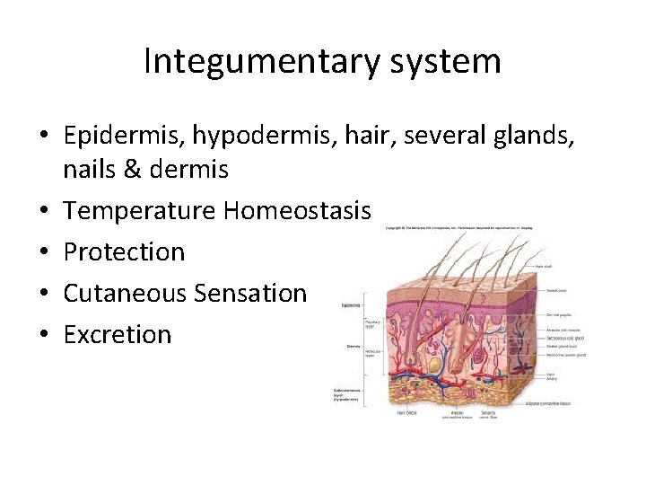 Integumentary system • Epidermis, hypodermis, hair, several glands, nails & dermis • Temperature Homeostasis Integumentary system • Epidermis, hypodermis, hair, several glands, nails & dermis • Temperature Homeostasis