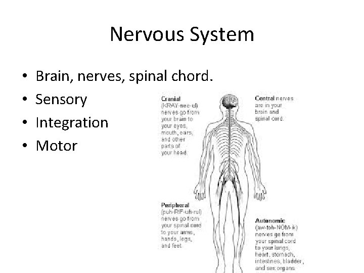 Nervous System • • Brain, nerves, spinal chord. Sensory Integration Motor Nervous System • • Brain, nerves, spinal chord. Sensory Integration Motor