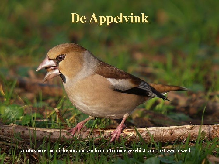 De Appelvink Grote snavel en dikke nek maken hem uitermate geschikt voor het zware