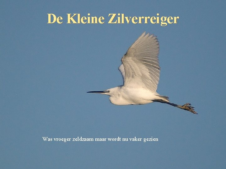 De Kleine Zilverreiger Was vroeger zeldzaam maar wordt nu vaker gezien 