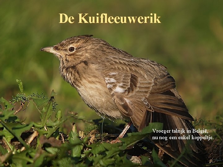 De Kuifleeuwerik Vroeger talrijk in België, nu nog een enkel koppeltje. 