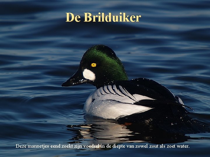 De Brilduiker Deze mannetjes eend zoekt zijn voedsel in de diepte van zowel zout