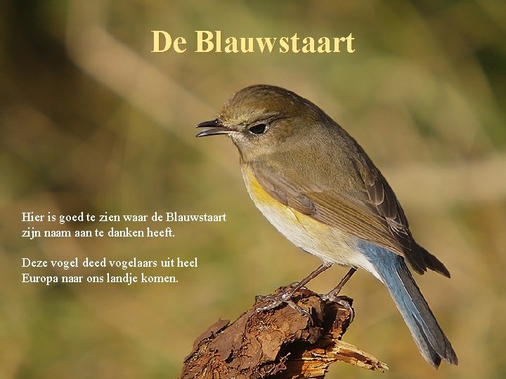 De Blauwstaart Hier is goed te zien waar de Blauwstaart zijn naam aan te