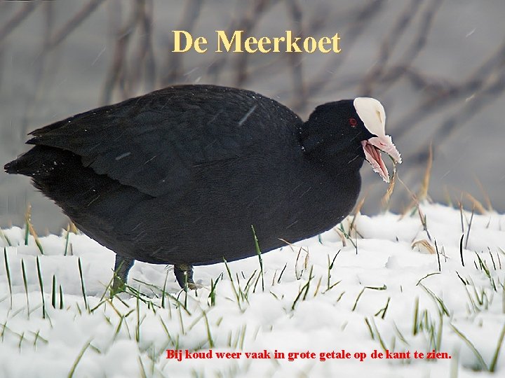 De Meerkoet Bij koud weer vaak in grote getale op de kant te zien.