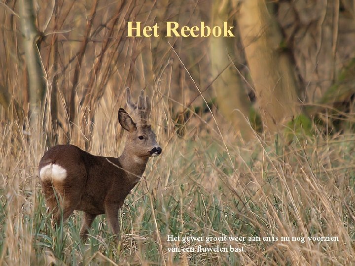 Het Reebok Het gewei groeit weer aan en is nu nog voorzien van een